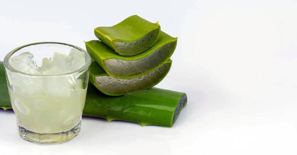 Aloe vera: tratamento natural para o refluxo