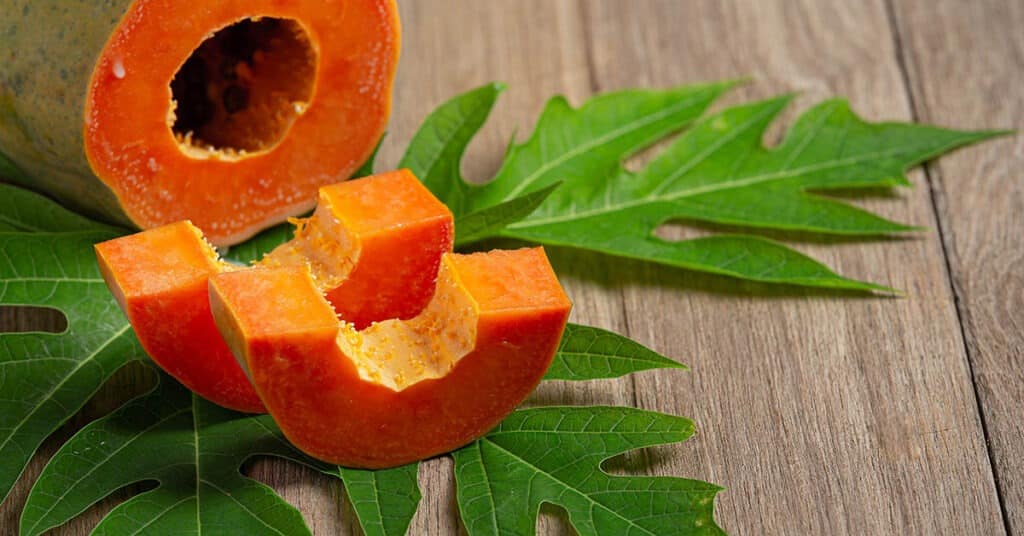 Extrato de folhas de papaya para tratamento da dengue